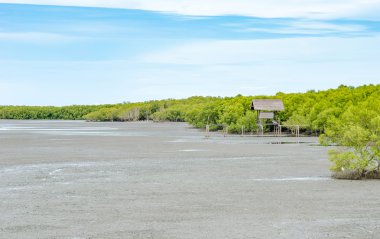Mangrov orman ve mavi gökyüzü, açık doğa manzaralı
