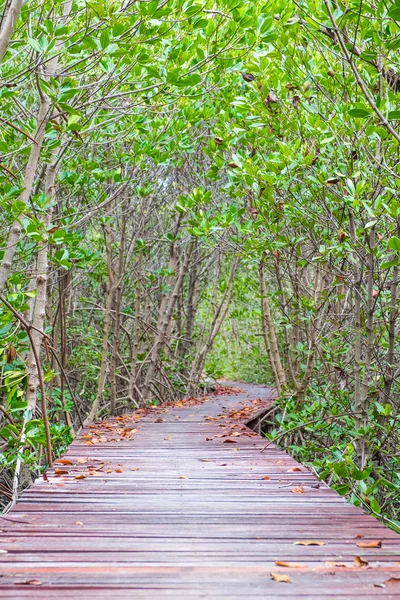 Legno passerella tra foresta di mangrovie, Studiare sentieri naturalistici — Foto Stock