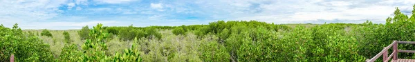 Panoramatický pohled z vysokého malebného místa v Mangrove lese s BL — Stock fotografie