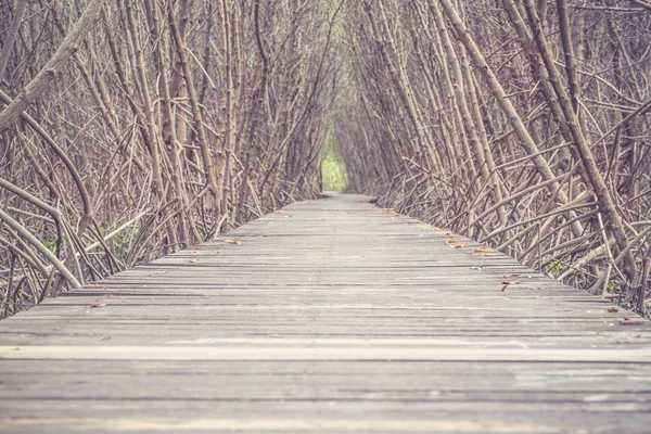 Legno passerella tra foresta di mangrovie, Studiare sentieri naturalistici, Basso a — Foto Stock