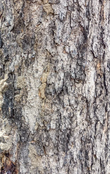 Close up tree bark texture background — Stock Photo, Image