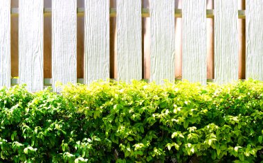 Hedge ve Beyaz ahşap duvar