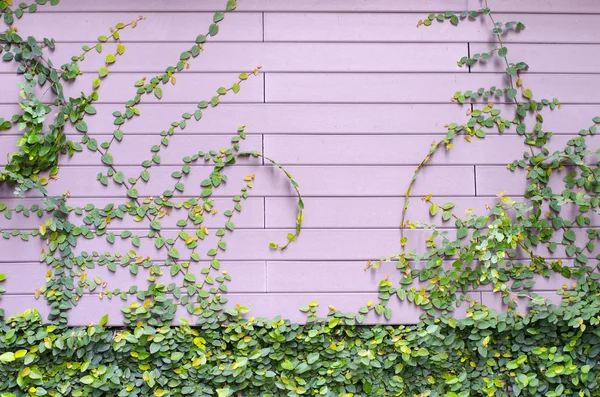 La planta enredadera verde en la pared de madera rosa para el fondo — Foto de Stock