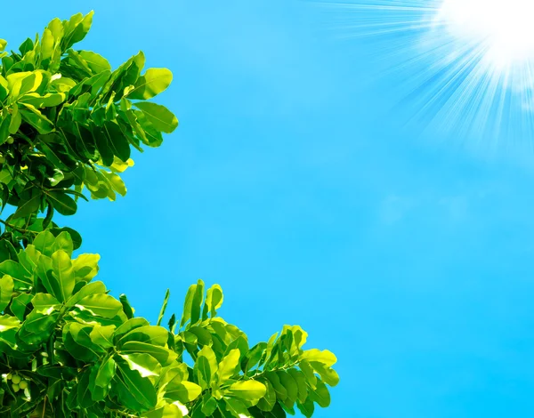 Hoja en el cielo azul y la luz del haz del sol — Foto de Stock