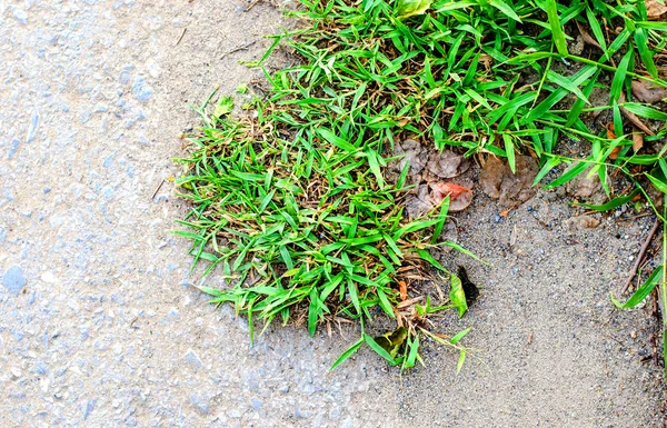 Grass grow on stone ground texture — Stock Photo, Image