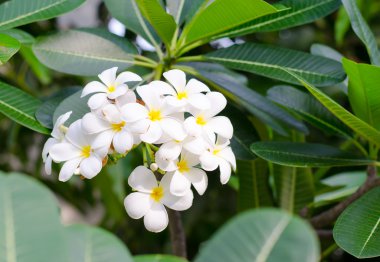 Beyaz plumeria çiçekler