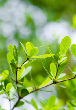 yeşil yapraklar arkaplan