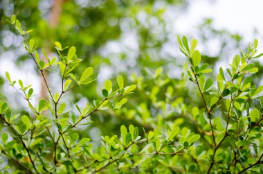 yeşil yapraklar arkaplan