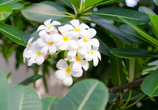 White plumeria flowers — Stock Photo, Image