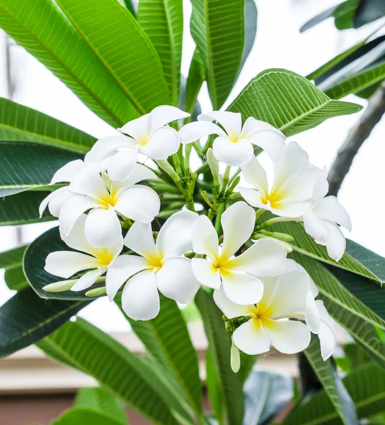 Белые цветы Plumeria — стоковое фото