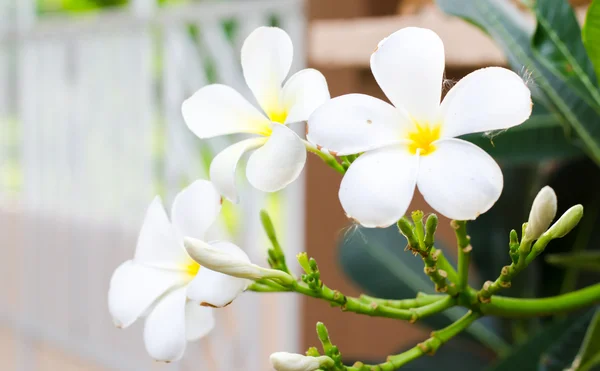 Fiori bianchi di Plumeria — Foto Stock