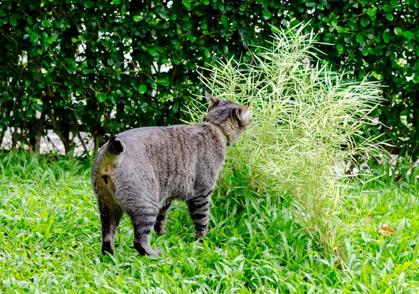 Gato comer planta en el jardín —  Fotos de Stock