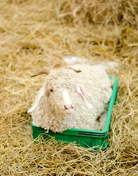 Lamm på hey i gård — Stockfoto