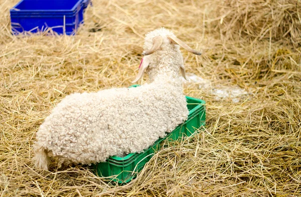 Lamm på hey i gård — Stockfoto