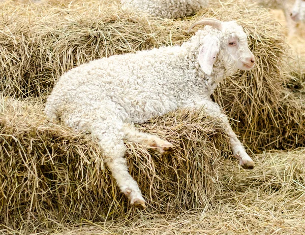 Lammas on hei tilalla — kuvapankkivalokuva