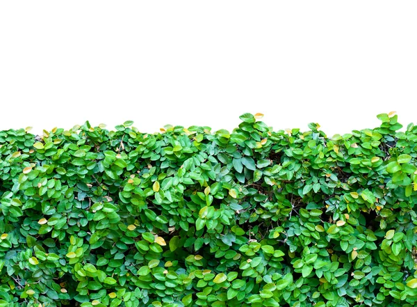 Grass hedge isolated on white background — Stock Photo, Image