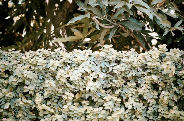 Green Leaves Wand Hintergrund — Stockfoto