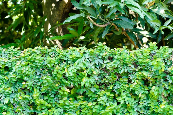 녹색 잎 벽 배경 — 스톡 사진