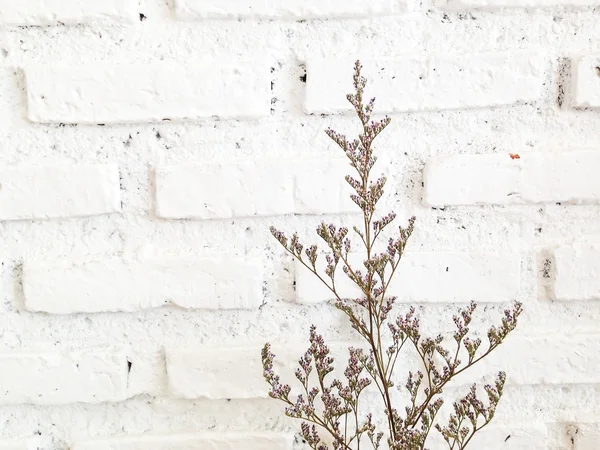 Paquete de lavanda seca en la pared de ladrillo blanco — Foto de Stock