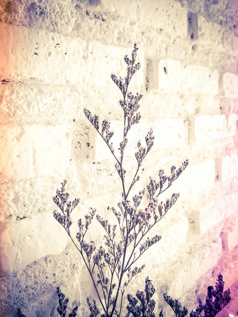 bundle of dry lavender at white brick wall