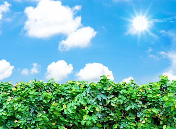 Hedge ve mavi gökyüzü — Stok fotoğraf