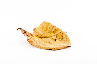 Kahverengi kuru yaprak