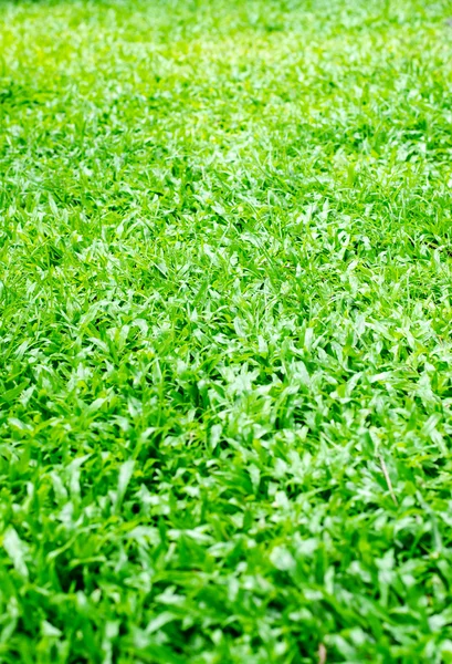 Yeşil çim dokusu. — Stok fotoğraf