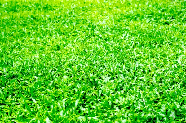 Textur des grünen Grases. — Stockfoto