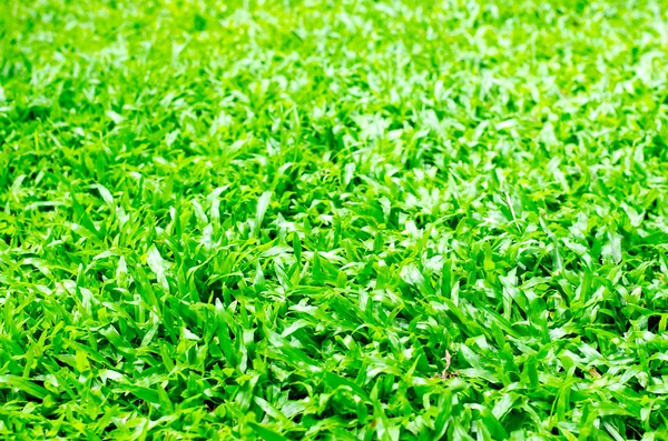 Textura de hierba verde . — Foto de Stock