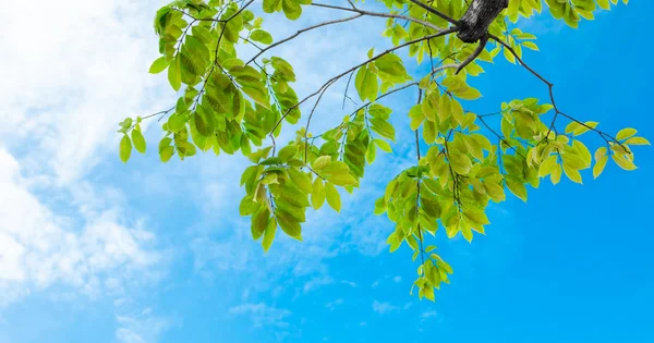 Árbol verde contra bonito cielo —  Fotos de Stock