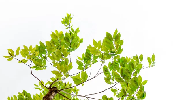 Green tree isolated on white — Stock Photo, Image