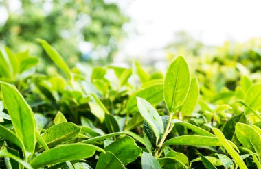 yaprakları Bush kadar kapatın