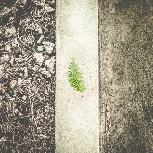 Pine leaf falling — Stock Photo, Image