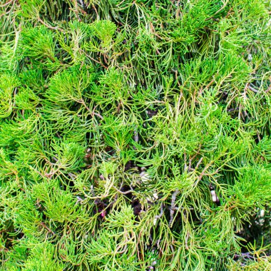 çam ağacı arka plan