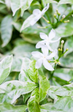 Yeşil yapraklı beyaz çiçekler