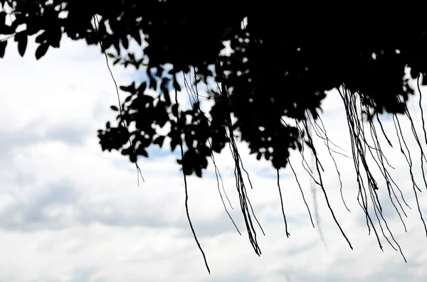 Silhouettes tree background — Stock Photo, Image