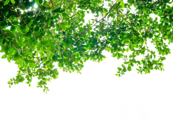 Look up view, Green tree — Stock Photo, Image