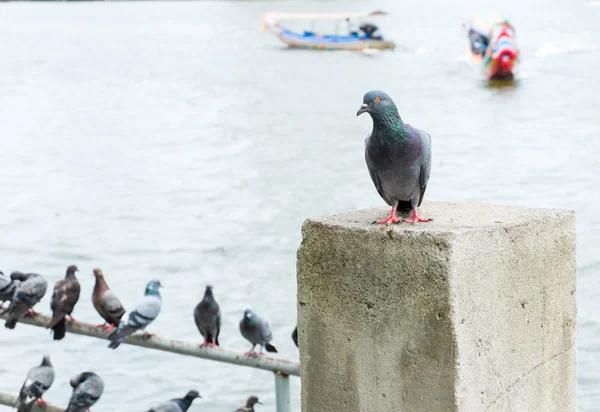 Group of pigeons at pier — Stock Photo, Image