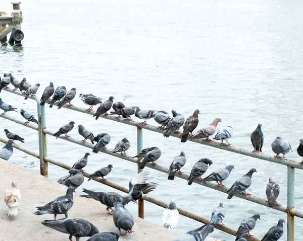 Group of pigeons at pier — Stock Photo, Image