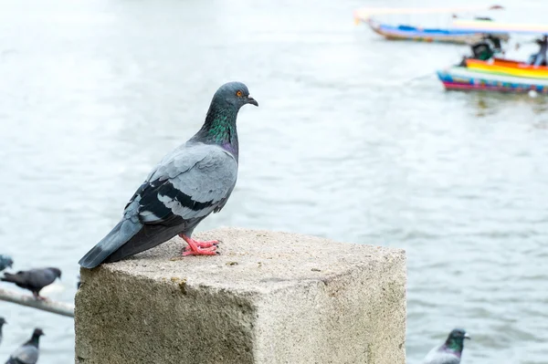 Group of pigeons at pier — Stock Photo, Image