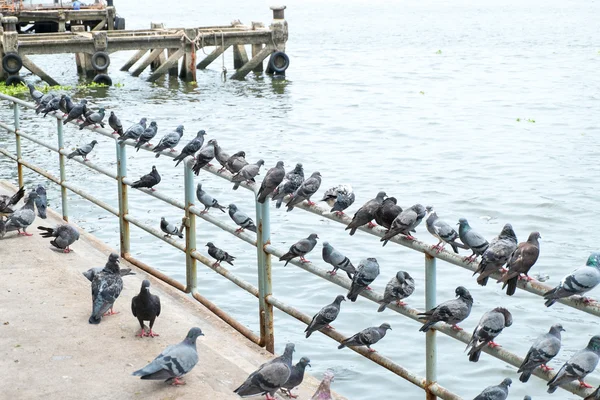 Group of pigeons at pier — Stock Photo, Image