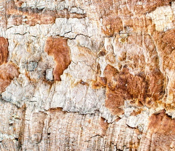Grunge wood bark — Stock Photo, Image