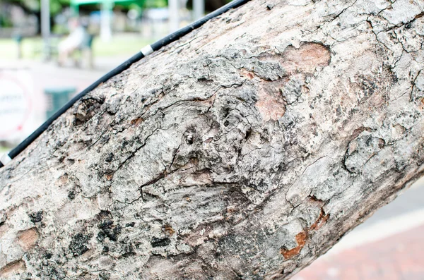 Close up tree texture — Stock Photo, Image