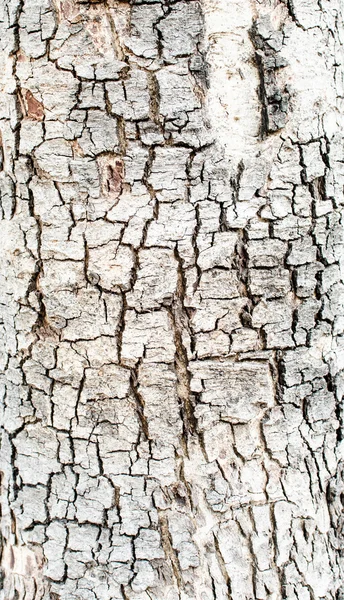 Grunge wood bark — Stock Photo, Image