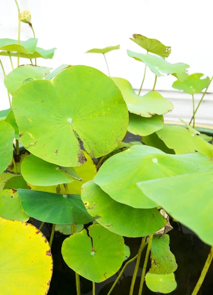 Feuilles de lotus vert — Photo