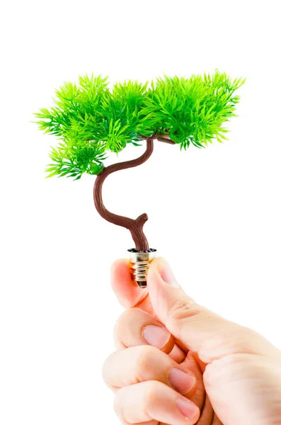 Hand holding tree growing — 스톡 사진
