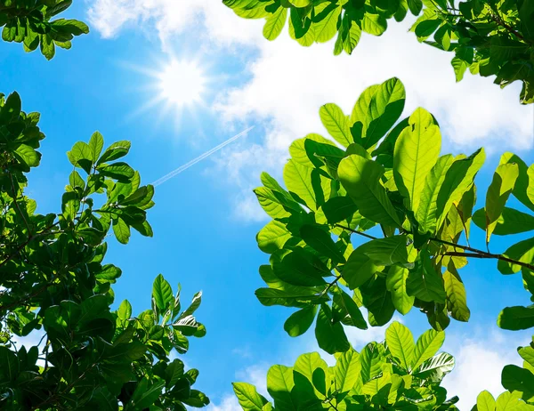 Mirando hacia arriba Hojas con cielo azul —  Fotos de Stock