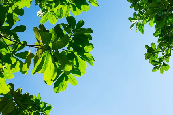 Mirando hacia arriba Hojas con cielo azul — Foto de Stock