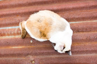 Street cat sleep on roof