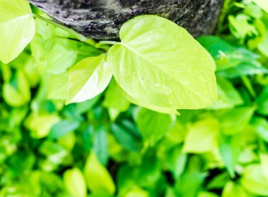 Yeşil sarmaşık yaprakları